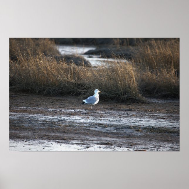 Seagull Photo Poster (Front)