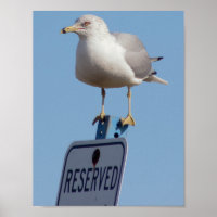 Seagull Photo