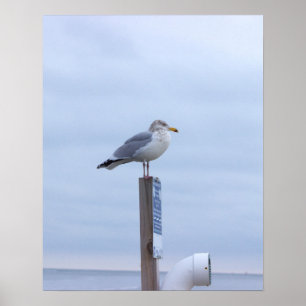 Seagull Photo Poster