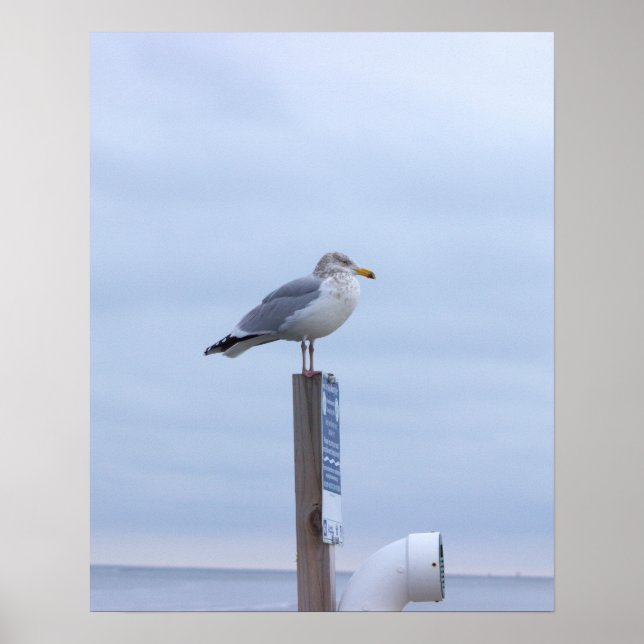 Seagull Photo Poster  (Front)