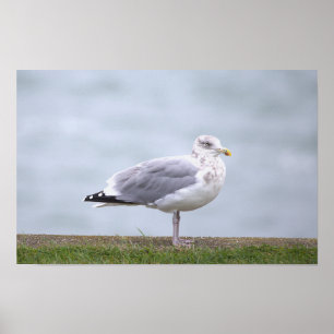 Seagull Photo Poster
