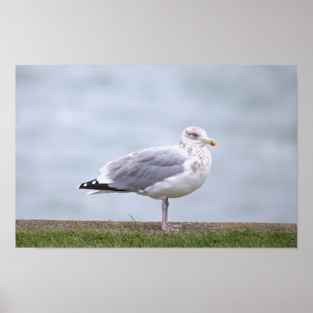 Seagull Photo Poster (Front)