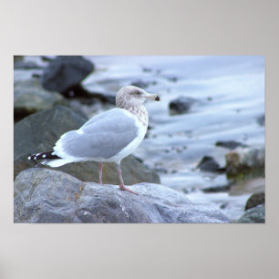 Seagull Photo Poster