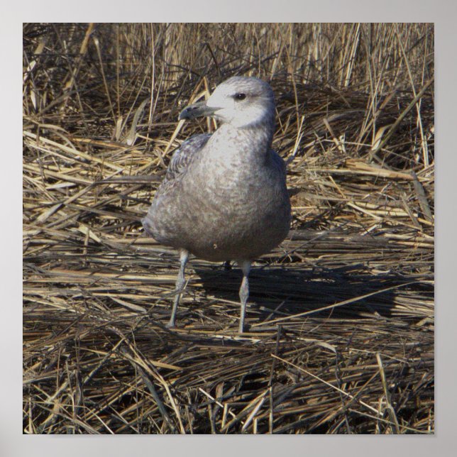 Seagull Photo Poster (Front)