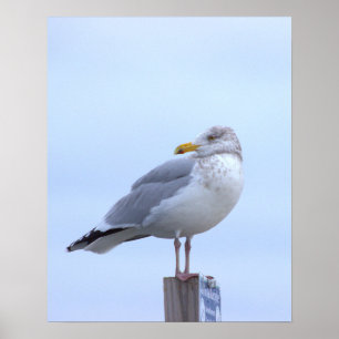 Seagull Photo Poster