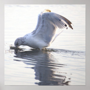 Seagull Photo Poster