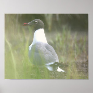 Seagull Photo Poster