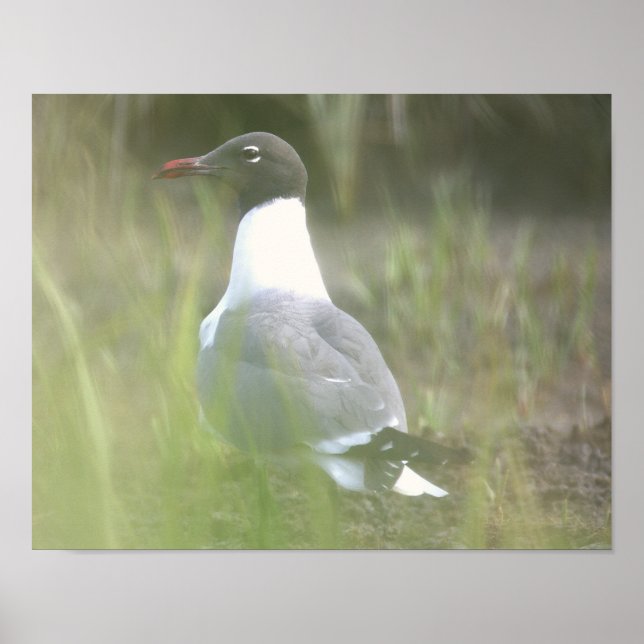 Seagull Photo Poster (Front)