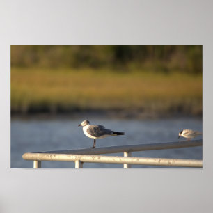 Seagull Photo Poster