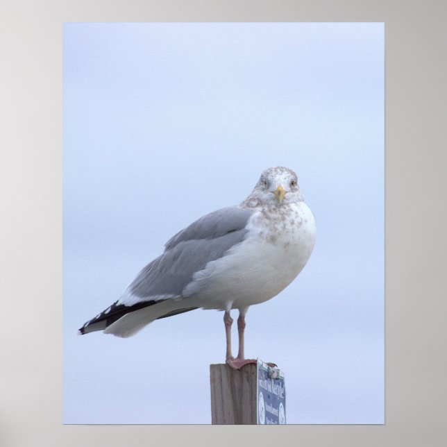 Seagull Photo Poster  (Front)