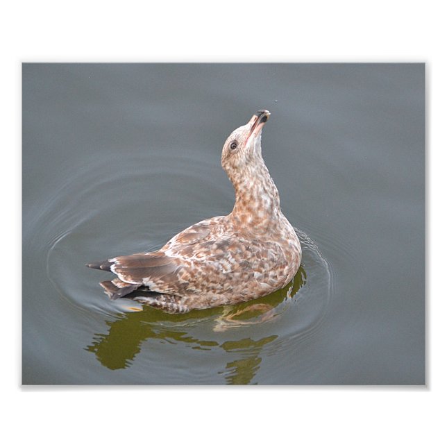 Seagull Photo Print (Front)