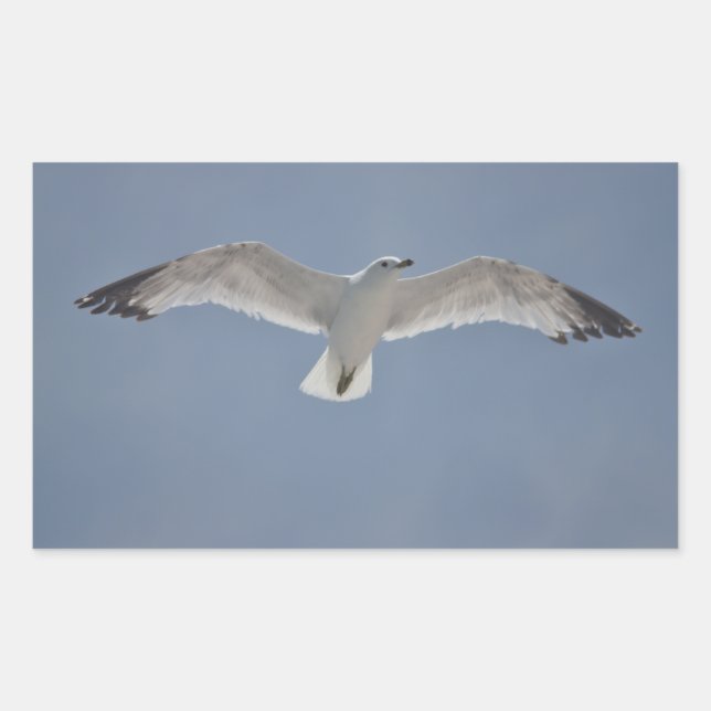 Seagull photo rectangular sticker (Front)