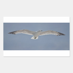 Seagull photo rectangular sticker