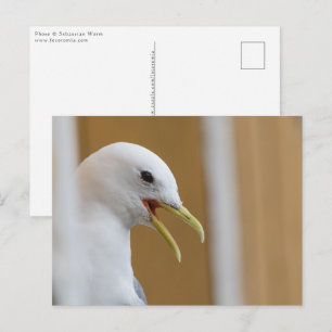 Seagull Portrait Photo Postcard