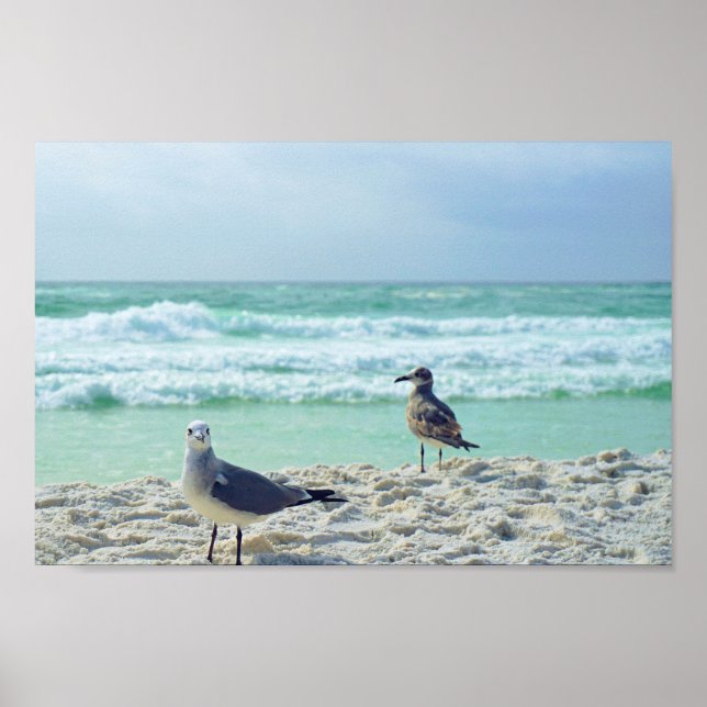 Seagull Posing For You Beach Seascape Nature Photo Poster (Front)