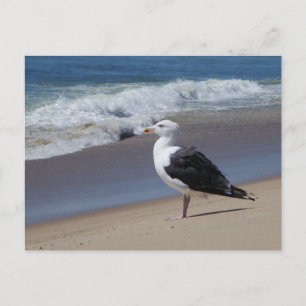 Seagull Postcard