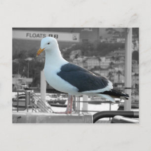 Seagull Postcard