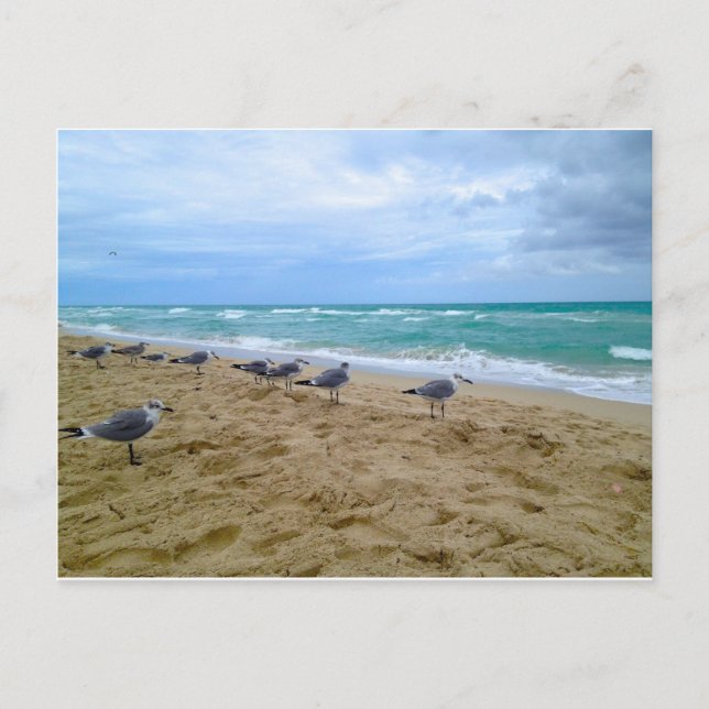 Seagull postcard (Front)