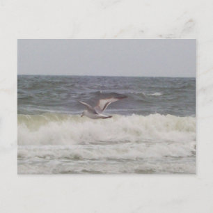 Seagull Postcard