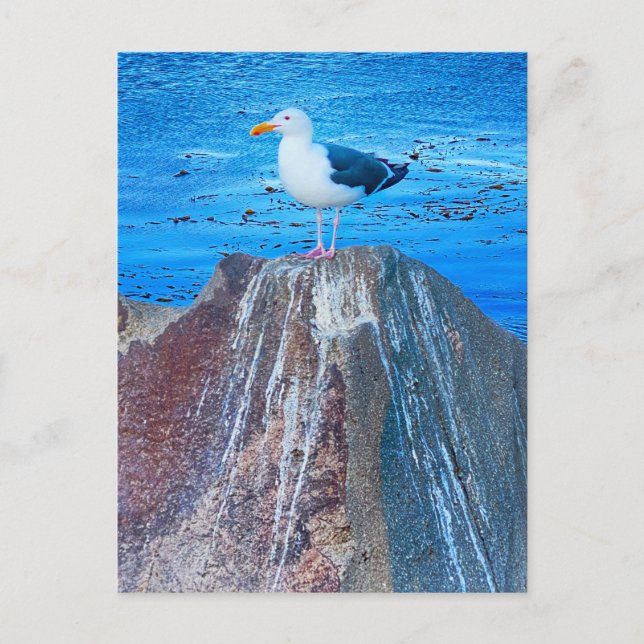 Seagull   postcard (Front)