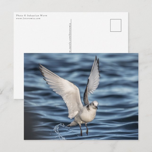 Seagull Postcard (Front/Back)