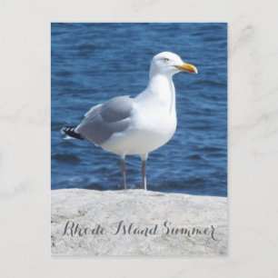 Seagull postcard