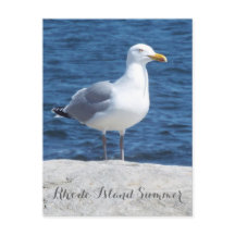 Seagull postcard