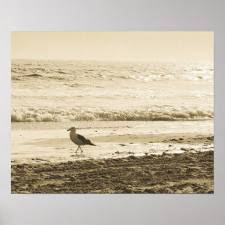 Seagull Poster