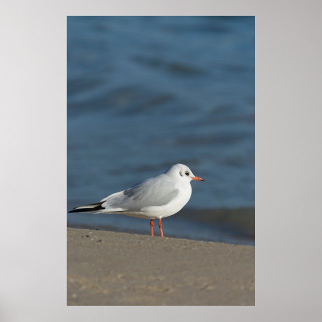 Seagull Poster (Front)