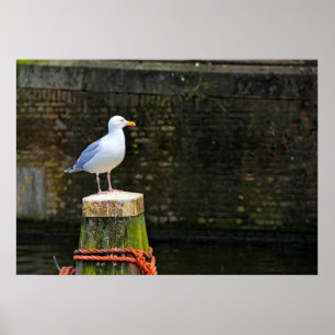 Seagull Poster