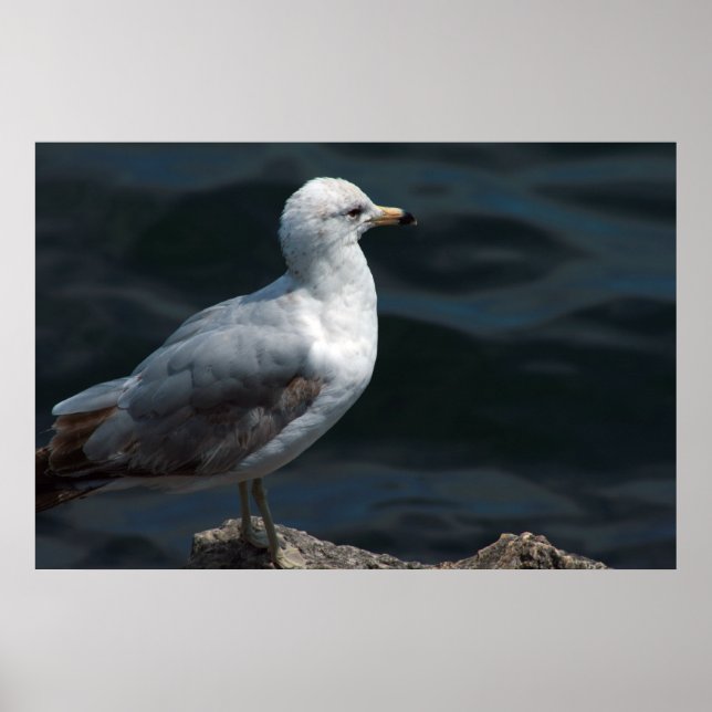 Seagull Poster (Front)