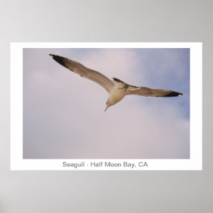Seagull Poster