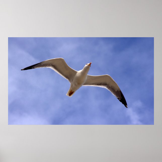 Seagull Poster (Front)