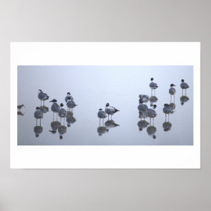 Seagull Reflections Along the Water Poster