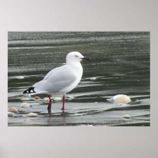 Seagull & Shells in the Sea Poster