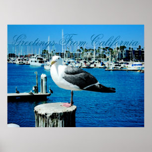 Seagull Shores Poster