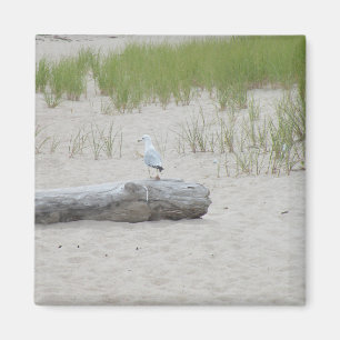 Seagull sitting on Log on Beach Photo Magnet