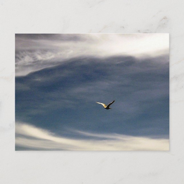Seagull Sky Postcard (Front)