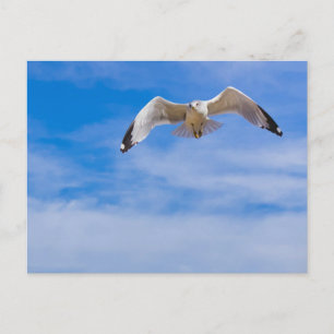 Seagull soaring high against a blue sky postcard