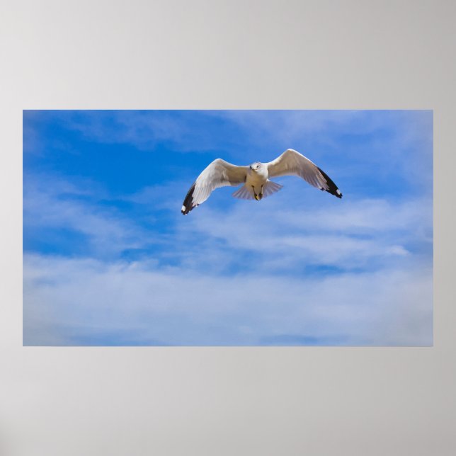 Seagull soaring high against a blue sky poster (Front)