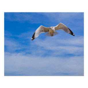 Seagull soaring high against a blue sky poster