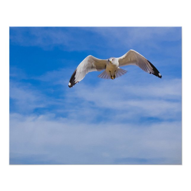 Seagull soaring high against a blue sky poster (Front)