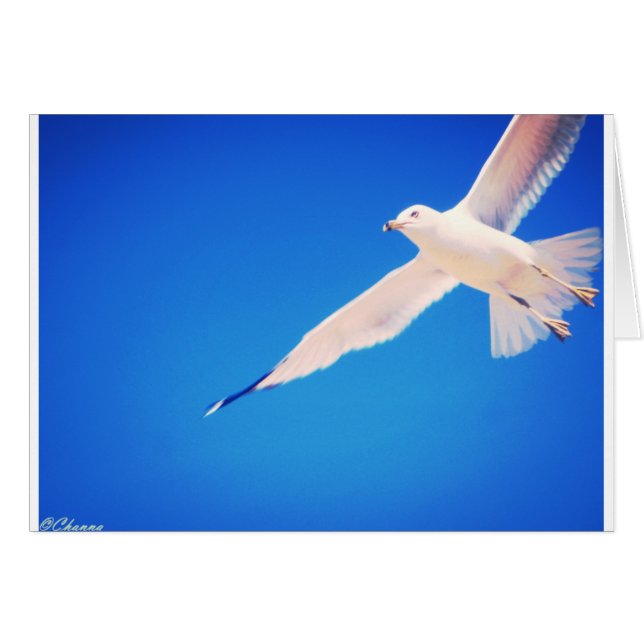 Seagull soaring through the sky (Front Horizontal)