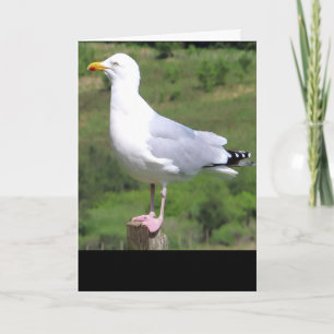 Seagull Standing Add Text Greetings Card