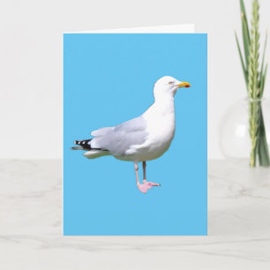 Seagull Standing Add Text Greetings Card