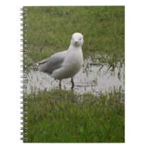 Seagull Standing in a Puddle