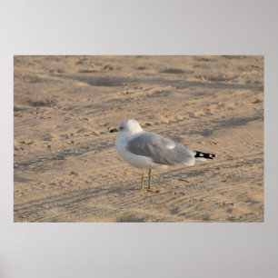 Seagull standing solo on Hampton Beach Poster
