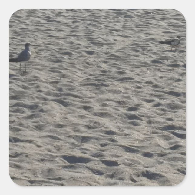 Seagull Stickers (Front)