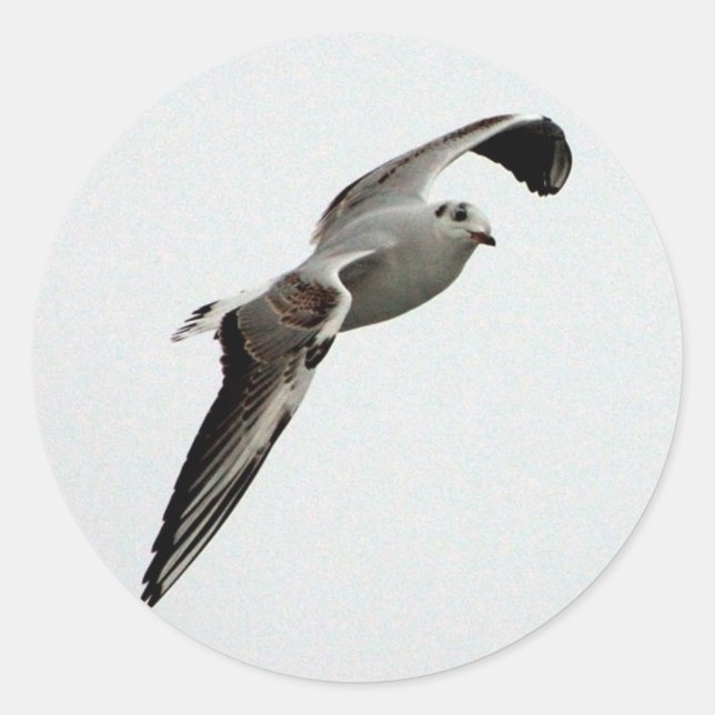 Seagull stickers (Front)