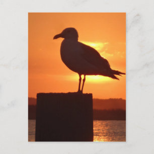 Seagull Sunset Postcard
